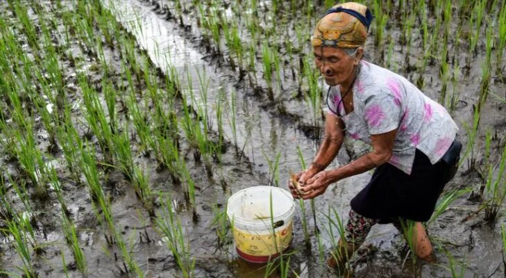 Arunachal Pradesh's Innovative Three-in-One Farming Model Maximizes ...